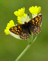 Duke of Burgundy Hamearis lucina