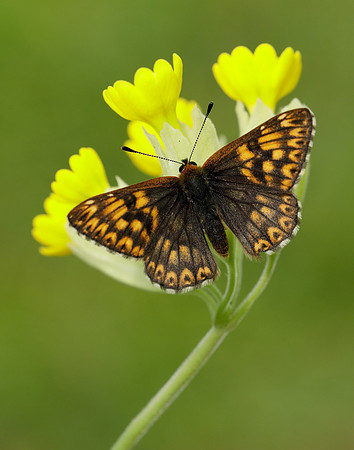 Duke of Burgundy Hamearis lucina