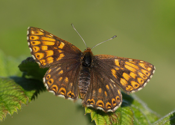 Duke of Burgundy Hamearis lucina
