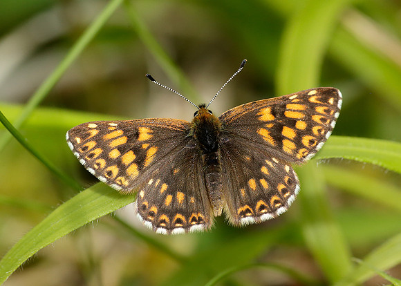 Duke of Burgundy Hamearis lucina