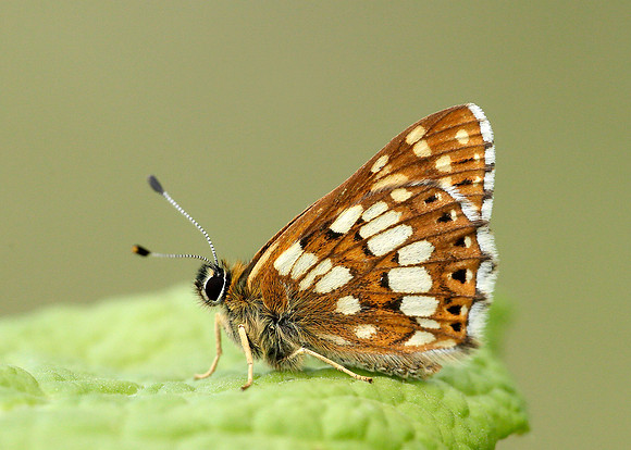 Duke of Burgundy Hamearis lucina