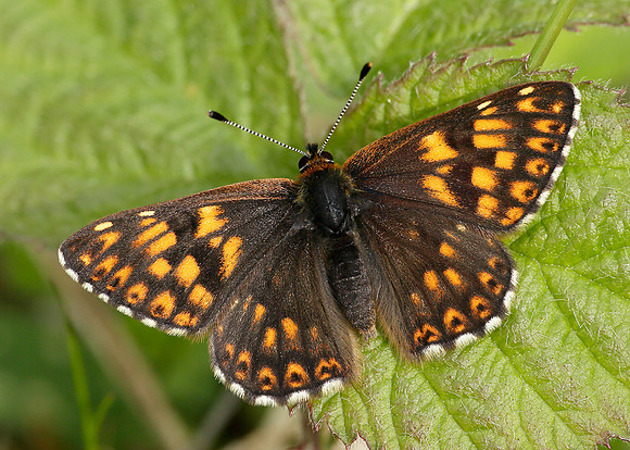 Duke of Burgundy Hamearis lucina
