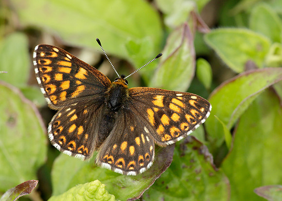 Duke of Burgundy Hamearis lucina