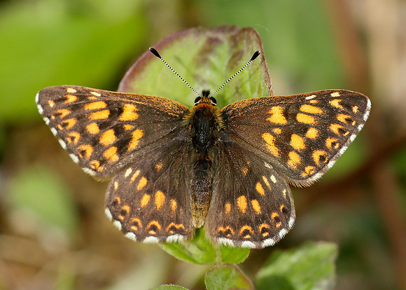 Duke of Burgundy Hamearis lucina
