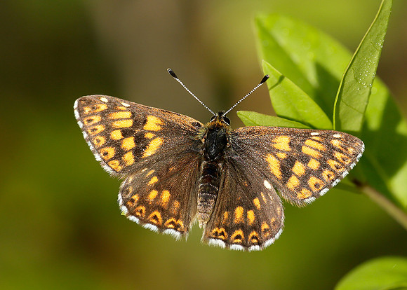 Duke of Burgundy Hamearis lucina