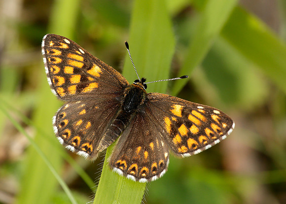 Duke of Burgundy Hamearis lucina