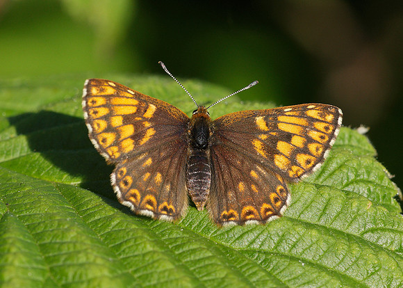 Duke of Burgundy Hamearis lucina