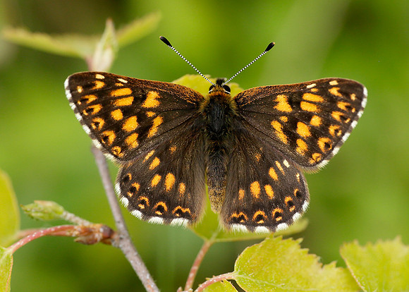 Duke of Burgundy Hamearis lucina