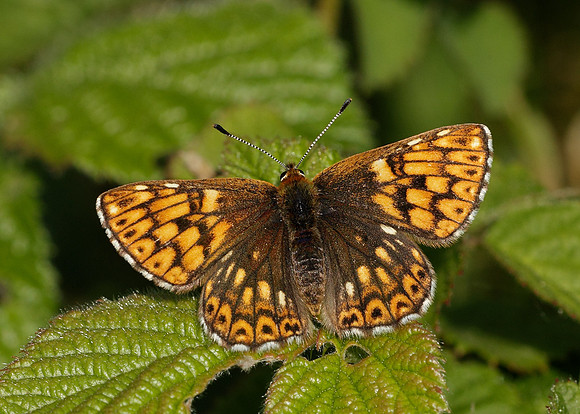 Duke of Burgundy Hamearis lucina