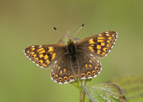 Duke of Burgundy Hamearis lucina