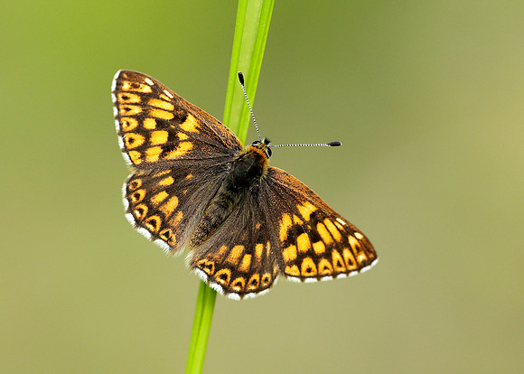 Duke of Burgundy Hamearis lucina