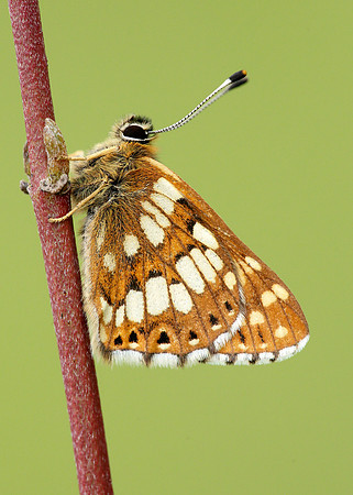 Duke of Burgundy Hamearis lucina