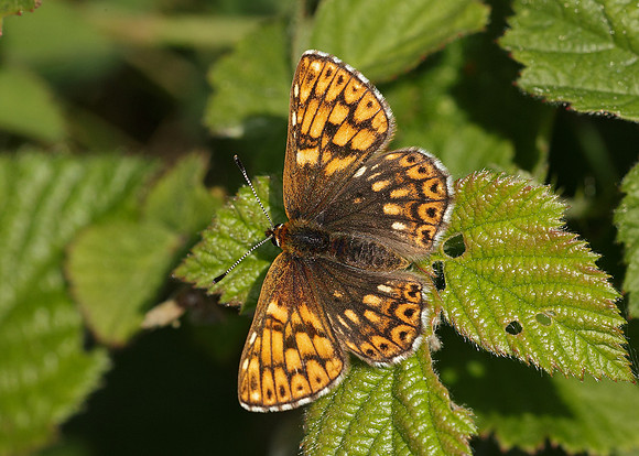 Duke of Burgundy Hamearis lucina