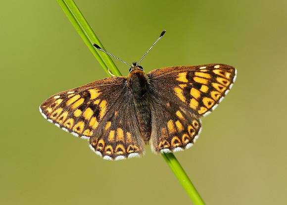 Duke of Burgundy Hamearis lucina