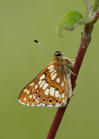 Duke of Burgundy Hamearis lucina