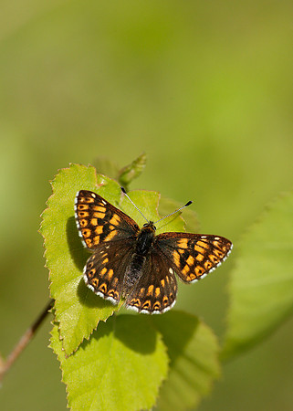 Duke of Burgundy Hamearis lucina