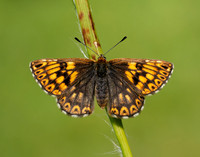 Duke of Burgundy Hamearis lucina