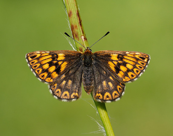 Duke of Burgundy Hamearis lucina