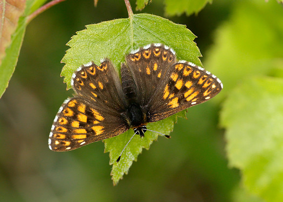 Duke of Burgundy Hamearis lucina