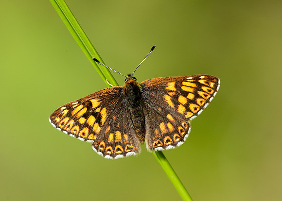 Duke of Burgundy Hamearis lucina
