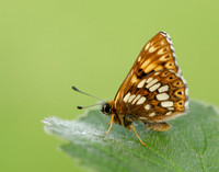 Duke of Burgundy Hamearis lucina