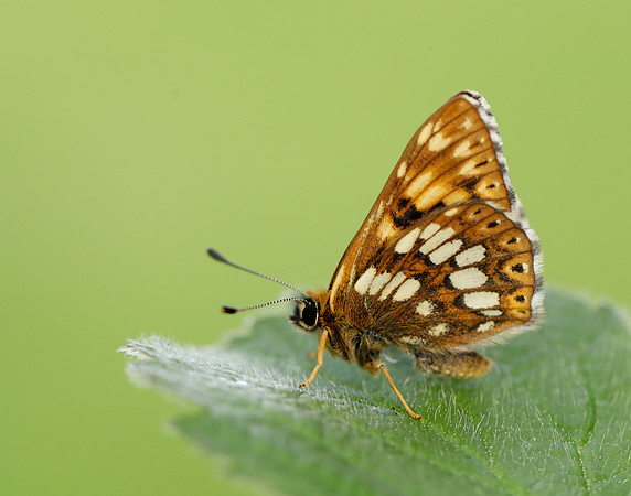 Duke of Burgundy Hamearis lucina