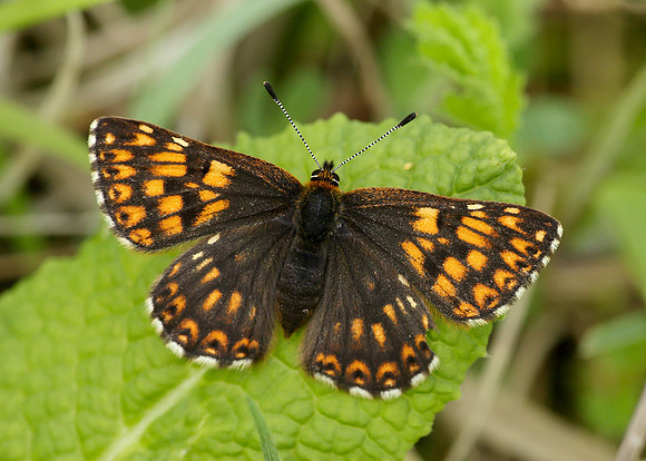 Duke of Burgundy Hamearis lucina