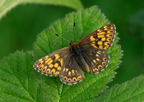 Duke of Burgundy Hamearis lucina