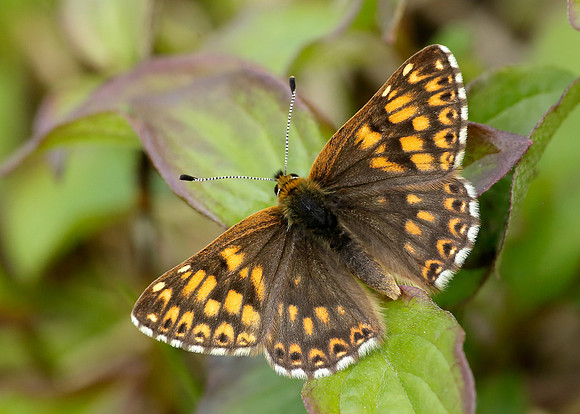 Duke of Burgundy Hamearis lucina