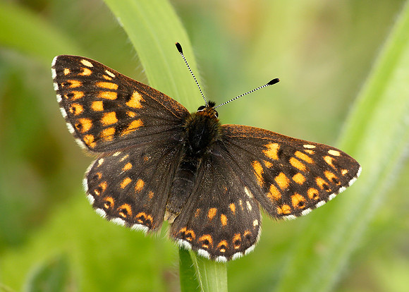 Duke of Burgundy Hamearis lucina