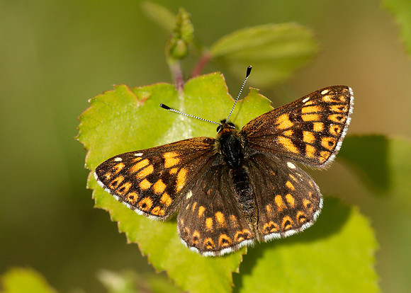 Duke of Burgundy Hamearis lucina