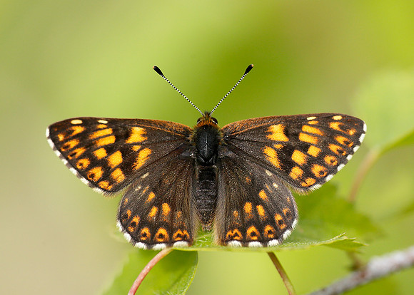 Duke of Burgundy Hamearis lucina