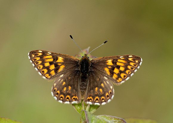 Duke of Burgundy Hamearis lucina