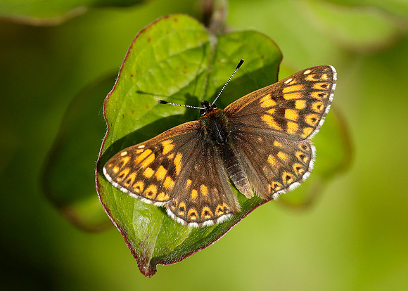 Duke of Burgundy Hamearis lucina