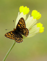 Duke of Burgundy Hamearis lucina