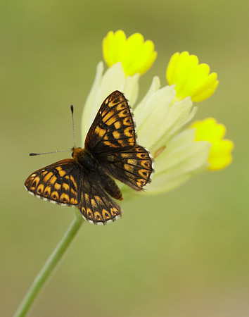 Duke of Burgundy Hamearis lucina