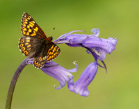 Duke of Burgundy Hamearis lucina