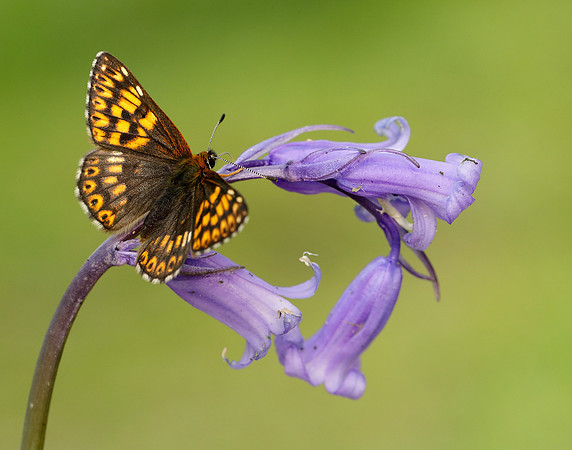 Duke of Burgundy Hamearis lucina