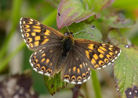 Duke of Burgundy Hamearis lucina