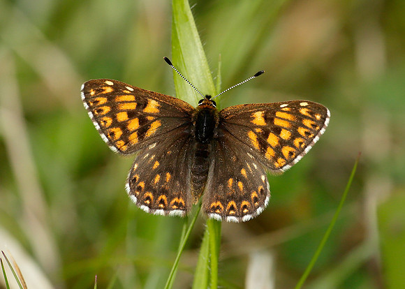 Duke of Burgundy Hamearis lucina