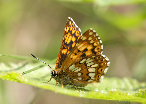 Duke of Burgundy Hamearis lucina