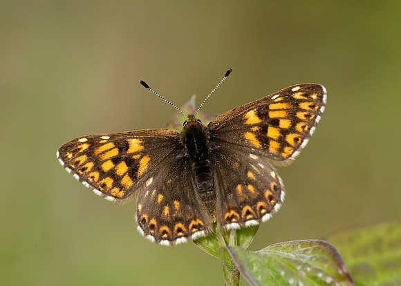 Duke of Burgundy Hamearis lucina
