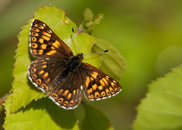 Duke of Burgundy Hamearis lucina