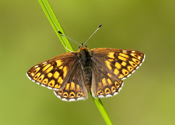 Duke of Burgundy Hamearis lucina