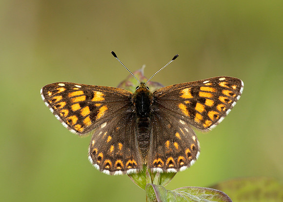 Duke of Burgundy Hamearis lucina