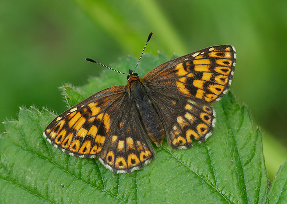 Duke of Burgundy Hamearis lucina