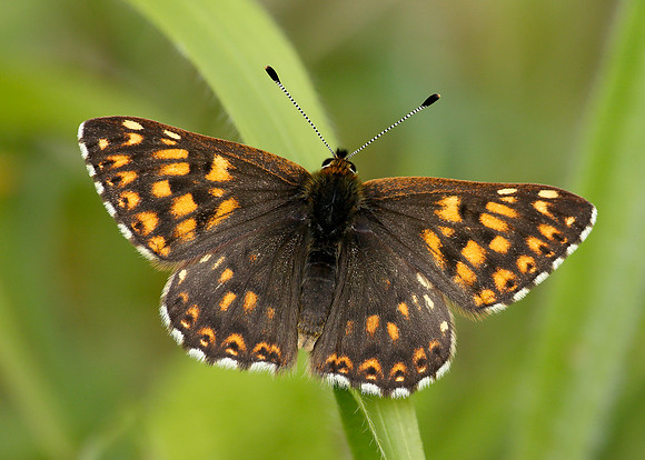 Duke of Burgundy Hamearis lucina