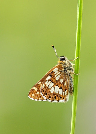 Duke of Burgundy Hamearis lucina