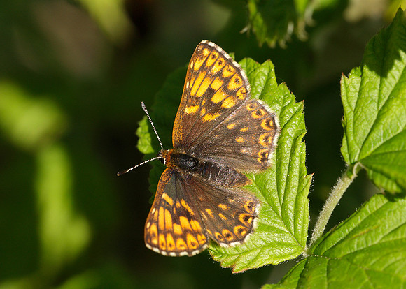 Duke of Burgundy Hamearis lucina