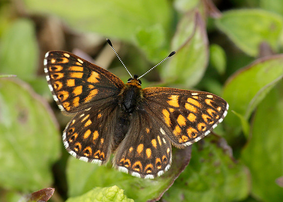 Duke of Burgundy Hamearis lucina